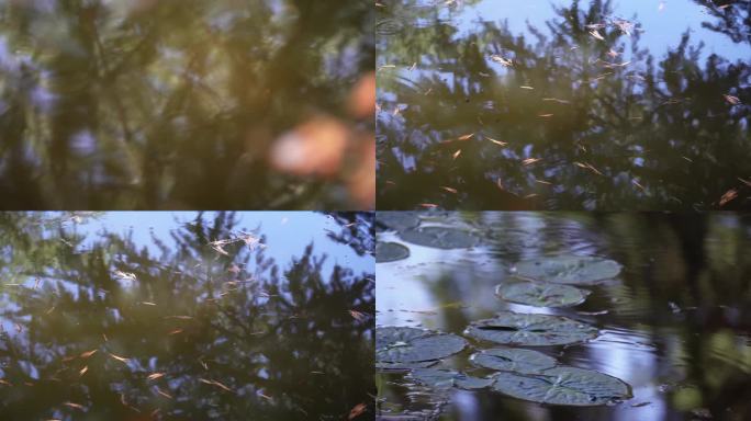 【镜头合集】池塘蝌蚪水生物生态  (1)
