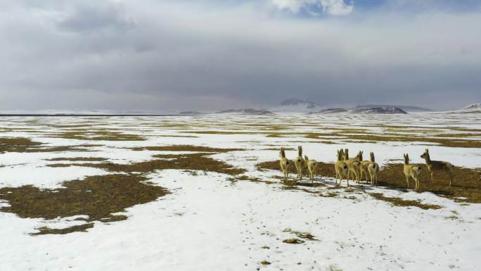 西藏雪山 西藏冬季 西藏生态多样性