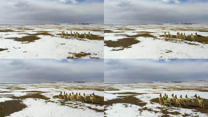 西藏雪山 西藏冬季 西藏生态多样性