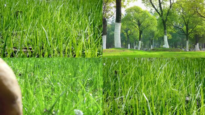 绿化、草坪、森林公园