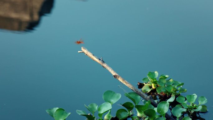 水面的蜻蜓