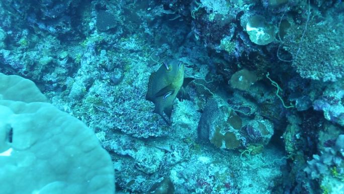 马尔代夫潜水珊瑚鱼拍摄