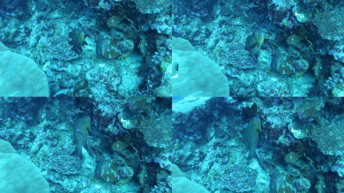 马尔代夫潜水珊瑚鱼拍摄
