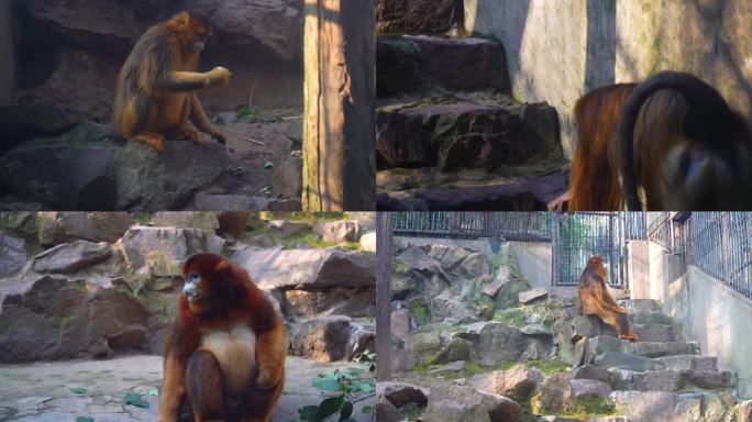 动物园金丝猴