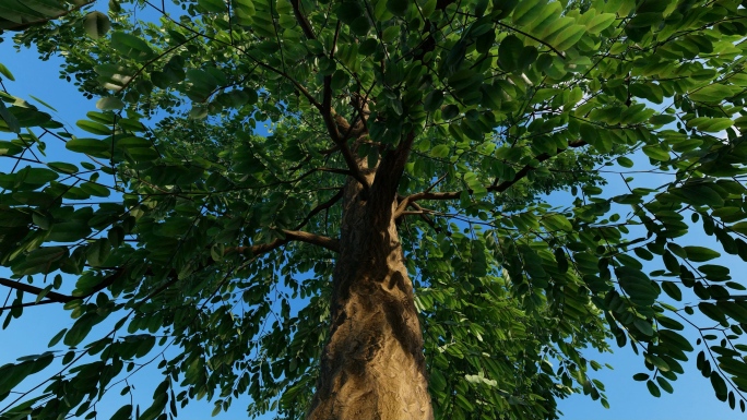 小树生长成长延时三维动画视频素材春天绿色