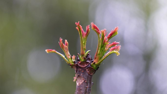 下雨天拍摄刚发芽的香椿