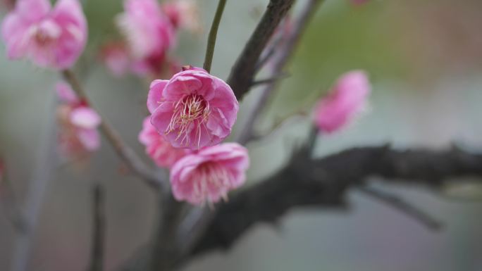 唯美梅花特写