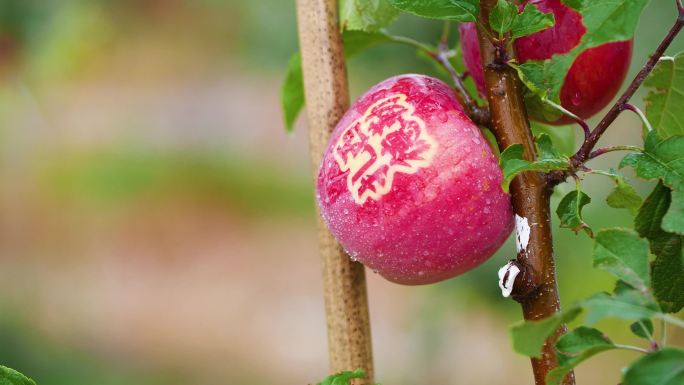 苹果收获 苹果采摘 游客摘苹果 苹果树