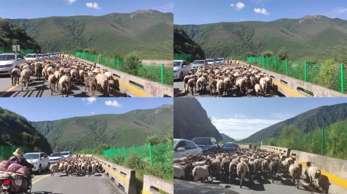公路上的羊群造成堵车