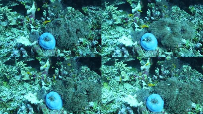 马尔代夫潜水珊瑚小丑鱼拍摄