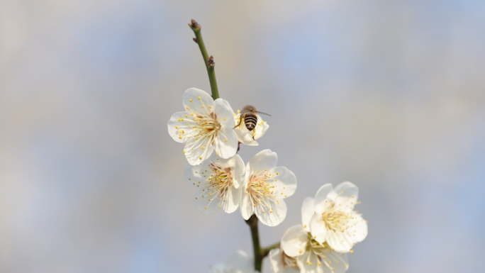 4k60帧白色梅花盛开蜜蜂飞舞