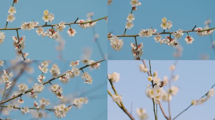 4k60帧白色梅花盛开蜜蜂飞舞