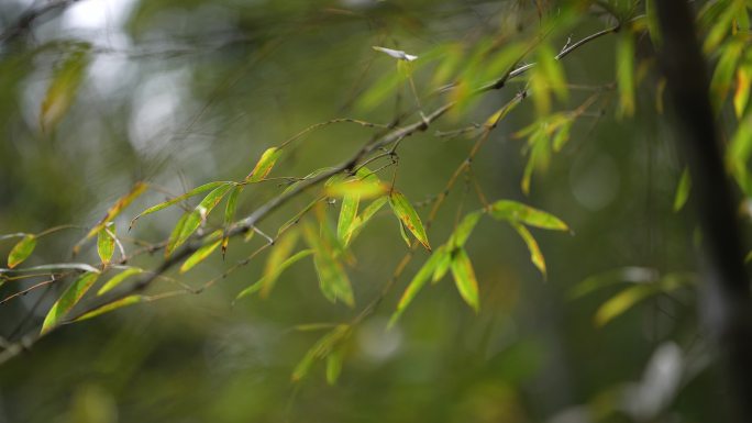 江南春天阳光竹林竹园毛竹叶实拍风吹特写