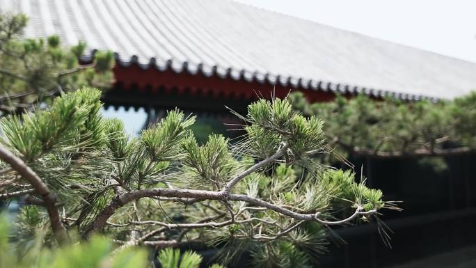 北京国子监古代建筑宫廷庭院古松松树房檐