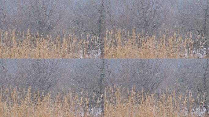 冬天秦岭山深处岭南公园的雪景