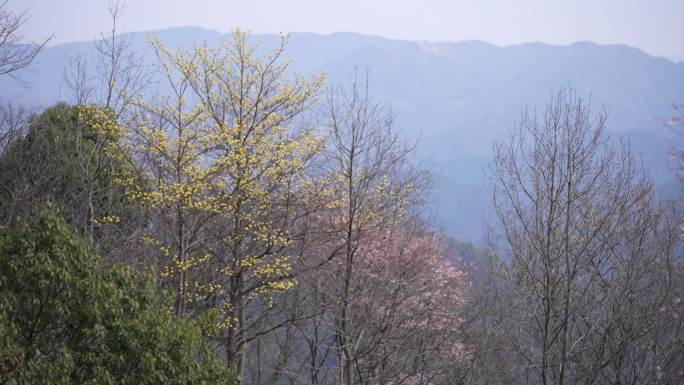 江南早春天山林山上檫树野樱桃野樱花实拍