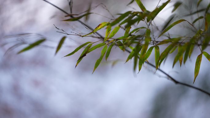 江南春天风吹竹林竹山竹叶特写实拍唯美素材