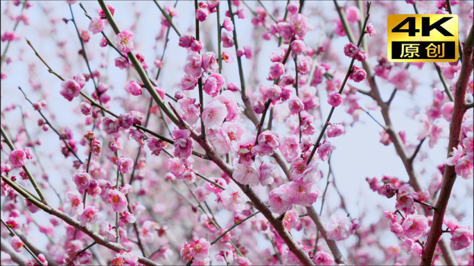 4K高清梅花素材长沙洋湖国家公园