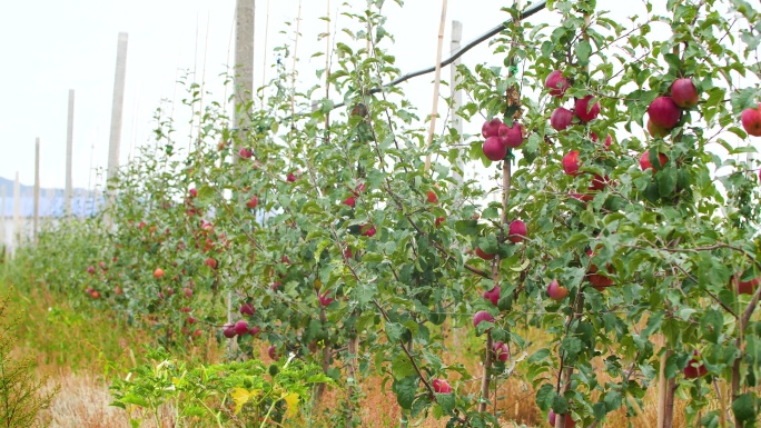 苹果树 苹果园 农业扶贫 庄园 农家乐