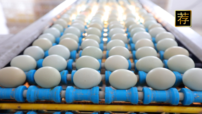 鸡蛋自动化分拣 自动传送带捡鸡蛋绿皮鸡蛋