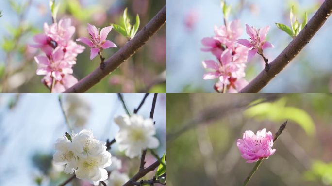 桃花特写