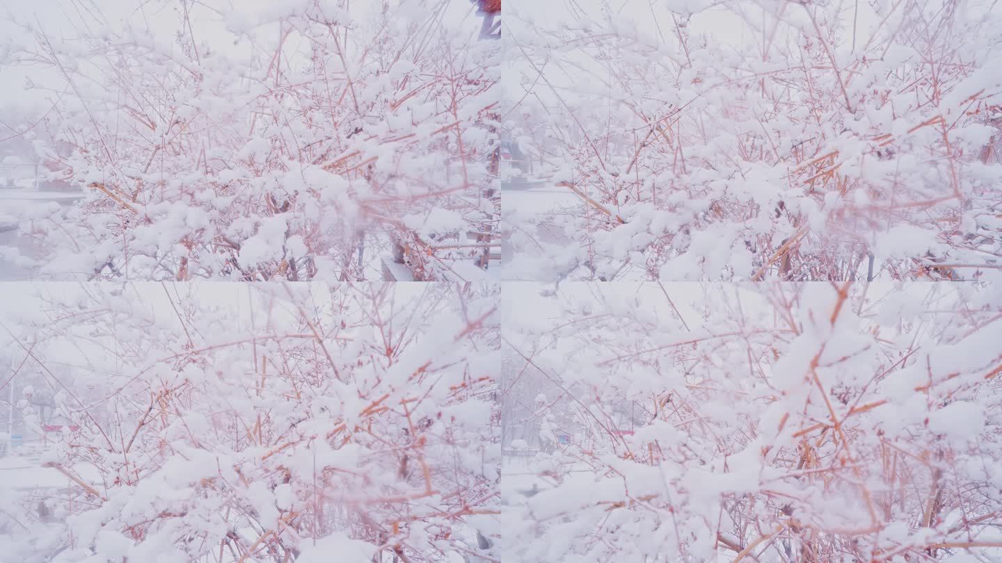 4K冬季下雪树枝被雪覆盖唯美升格空镜头