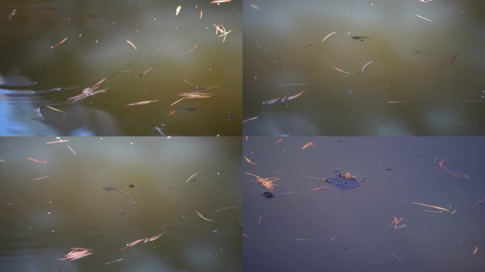 【镜头合集】池塘蝌蚪水生物生+池塘~1