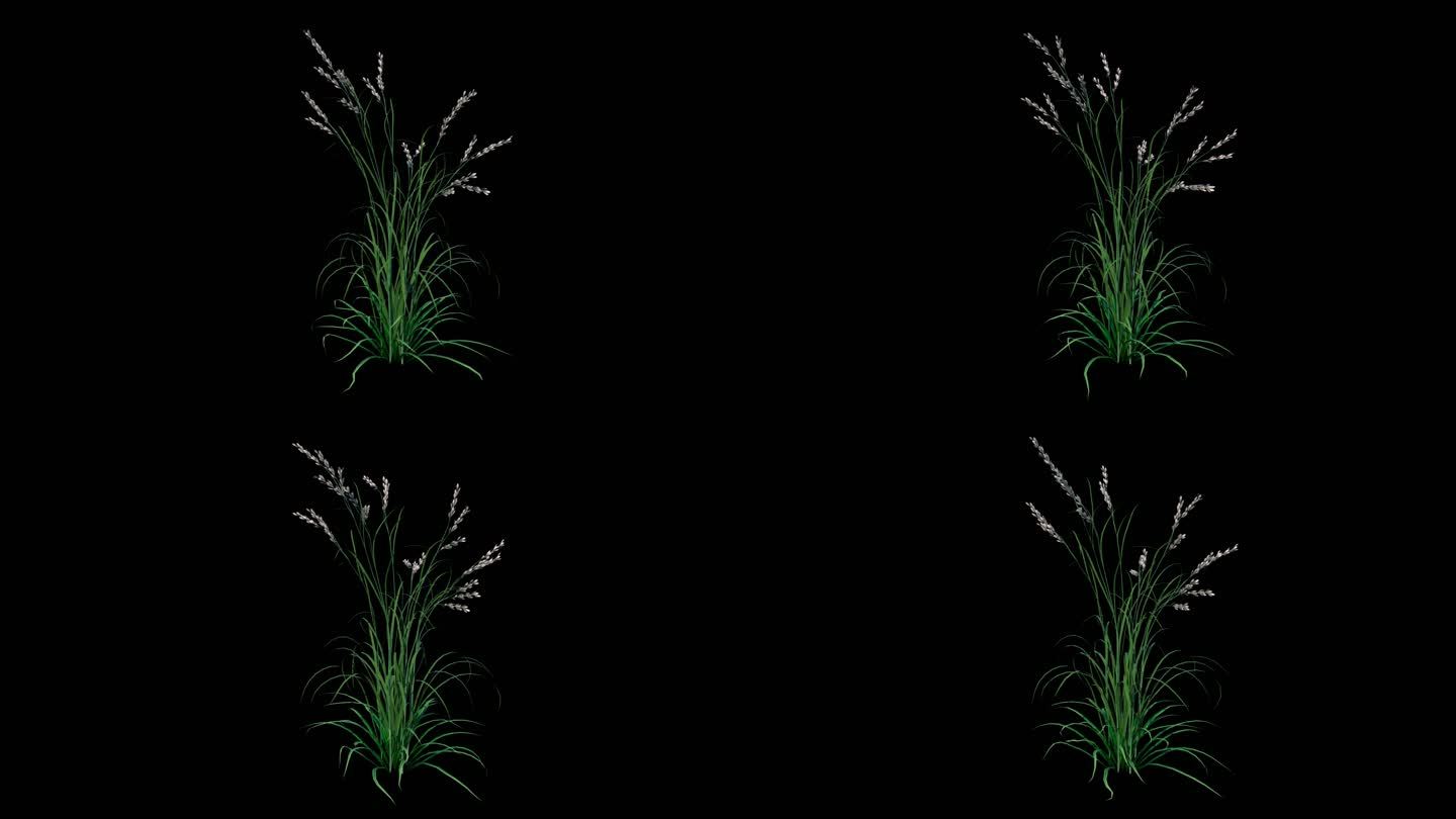野草生长动画三维渲染-带透明通道