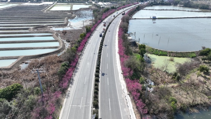 浙江诸暨山下湖农村道路公路太阳能路灯梅花
