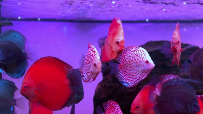 水族馆胭脂鱼精品热带鱼二级保护动物观赏鱼