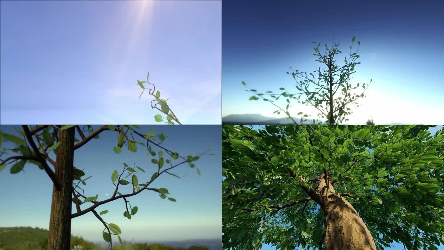 小树树苗生长三维动画视频素材春天大自然