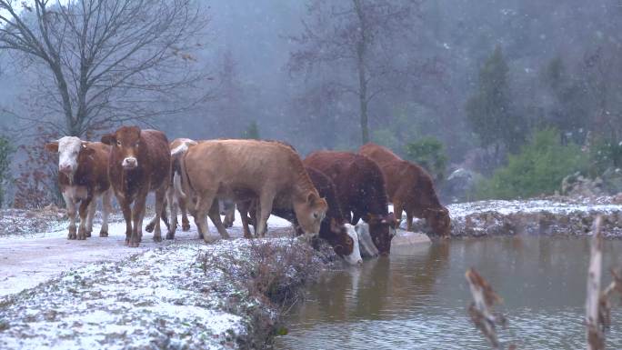 下雪中的 农村牛群