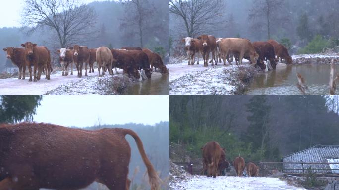 下雪中的 农村牛群