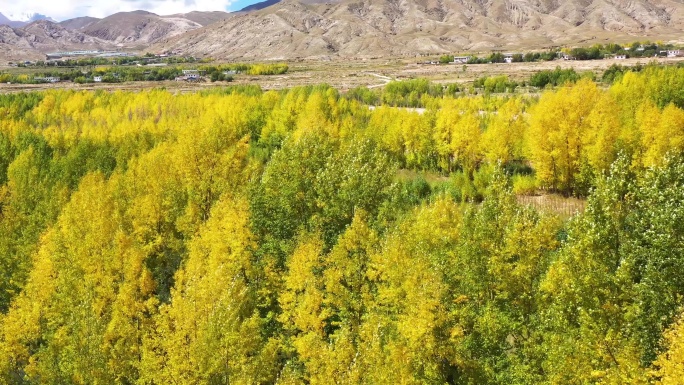 自驾游 林业养殖 封山育林 山水中国