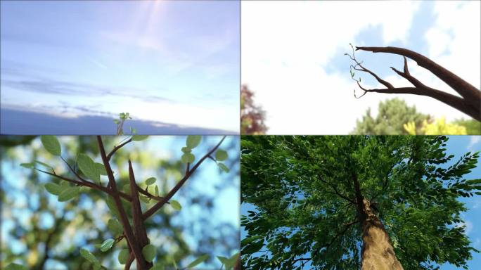 春天绿色小树树苗发芽生长三维动画视频素材
