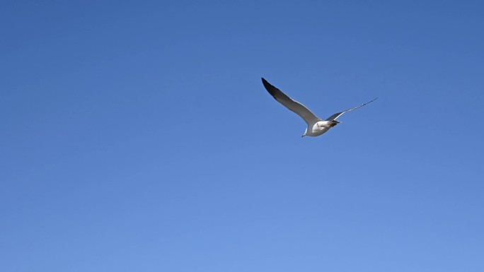 蓝天大海沙滩海鸥飞翔慢动作生态保护