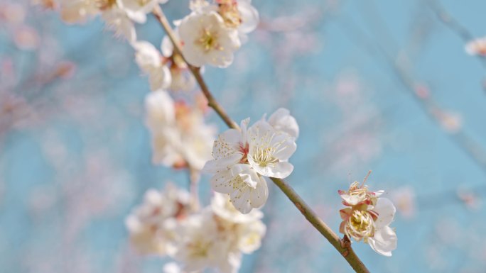 梅花 空镜头