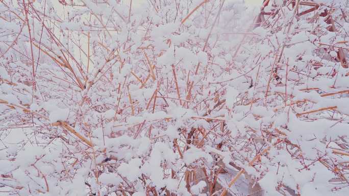 4K冬季下雪枝头积雪唯美空镜头