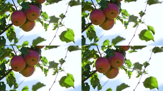 天然苹果 高原苹果 香甜苹果水果乡村振兴