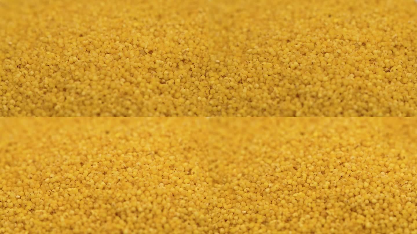 金黄色的小米