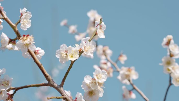 梅花 空镜头