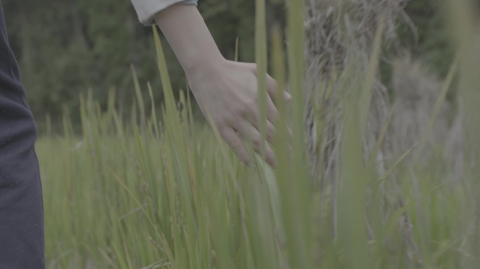 【4K灰度】美女手拂过稻田手触摸野草