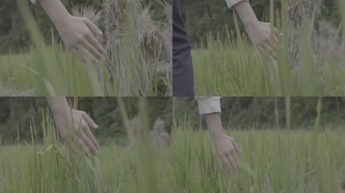 【4K灰度】美女手拂过稻田手触摸野草