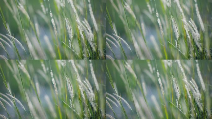 花 花卉 蕨类植物 雨林 风 野草 野花