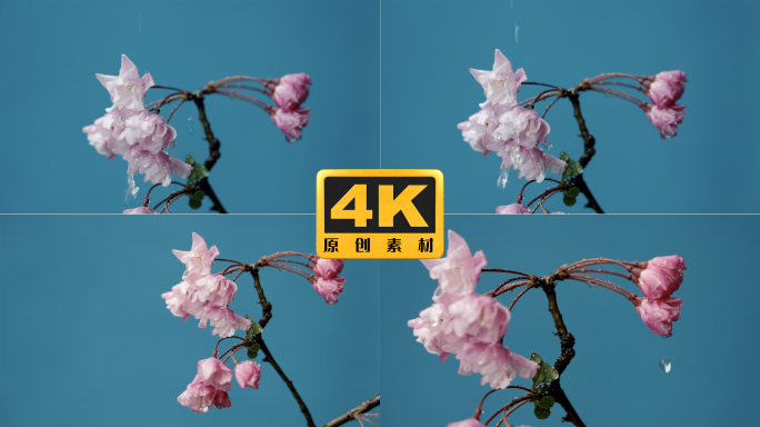 4K-水滴从海棠花上滴落，水灵灵的花朵