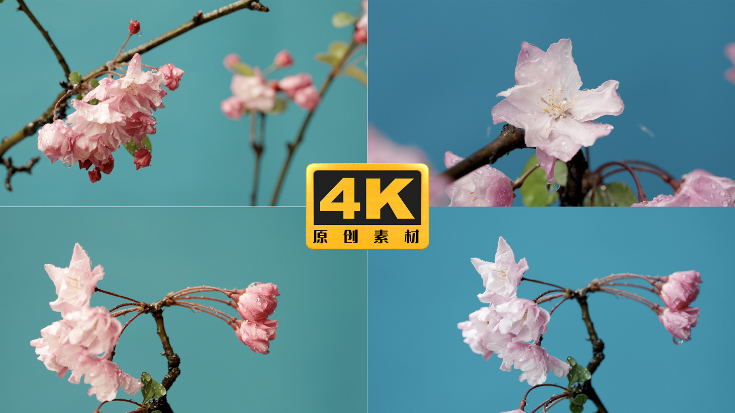 4K-海棠花唯美实拍，水灵灵的海棠花