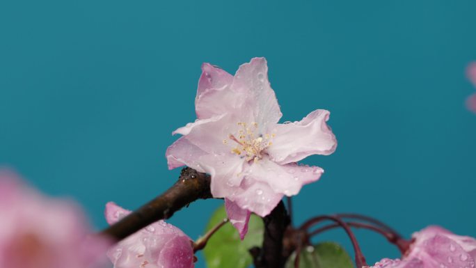 4K-海棠花唯美实拍，水灵灵的海棠花