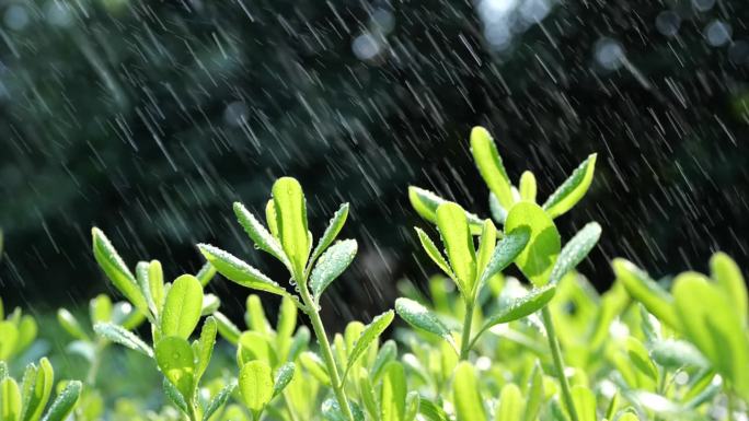 下雨和雨水