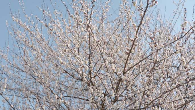 梅花 空镜头