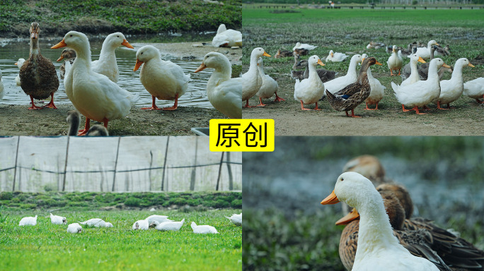 生态散养鸭子乡村振兴4K
